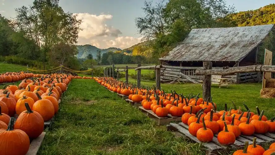 Pumpkins growing on a farm beside a wooden shed